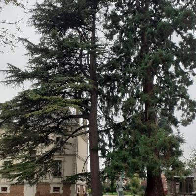 Manoir sequoia